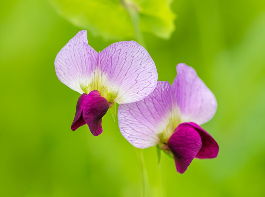 Sweet pea and eucalyptus jar
