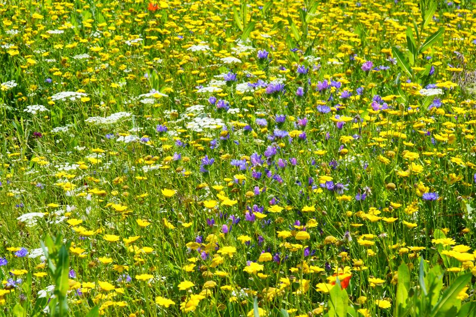 Meadow Wildflowers with a golden-hour viewpoint — travel · National Parks