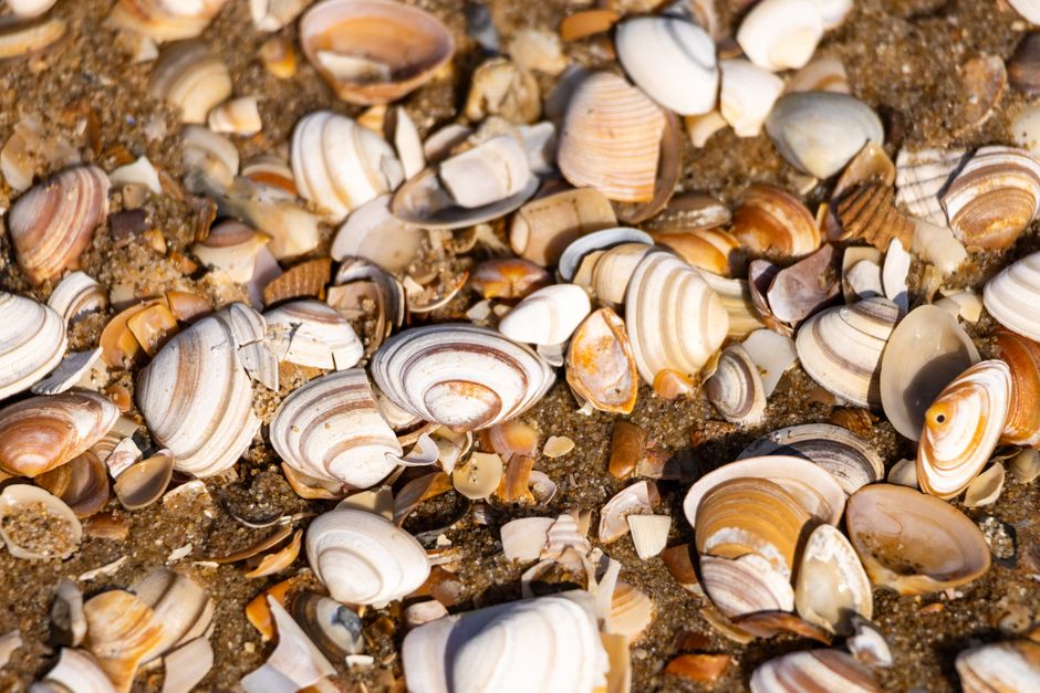 Beach Treasure Walk at sunrise — travel · Family Travel