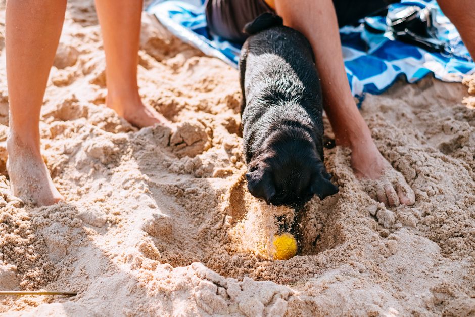 Pet-Play Break after a social event after a social event — wellness · Feel-Good Activities
