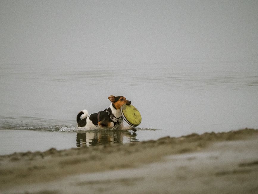 Pet-Play Break for a more restful night — wellness · Feel-Good Activities