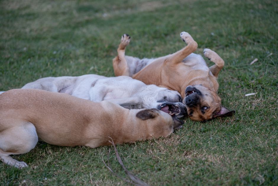 Pet-Play Break with a simple walking loop — wellness · Feel-Good Activities