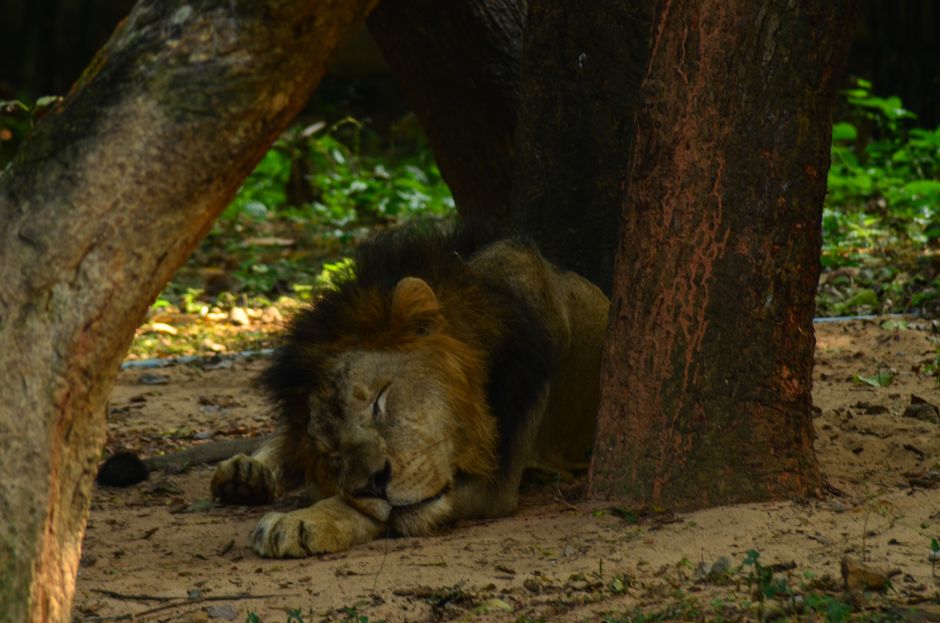 Zoo Morning near a memorable viewpoint — travel · Family Travel