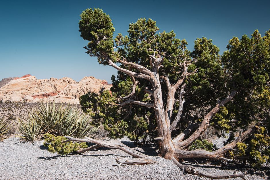 Juniper Overlook with a museum break — travel · National Parks