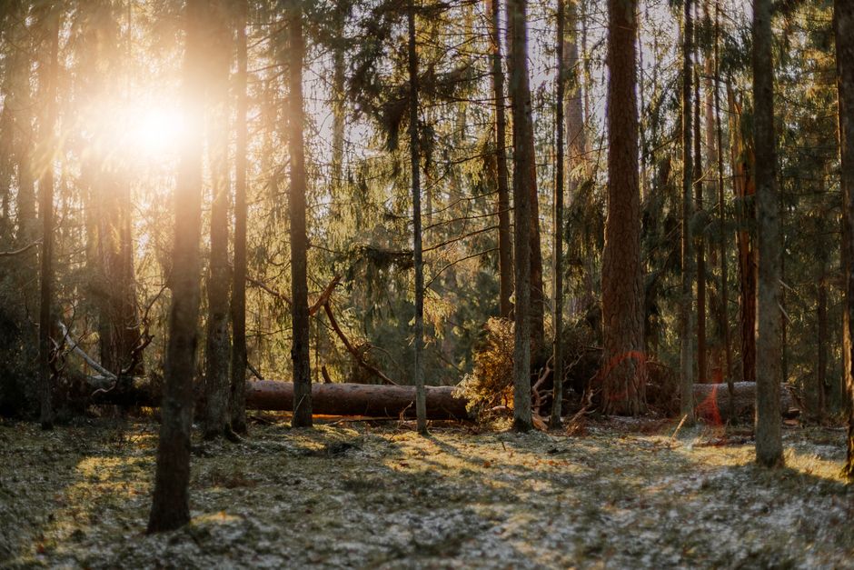 Sunlight-First Start for a mindful meal — wellness · Morning Routines