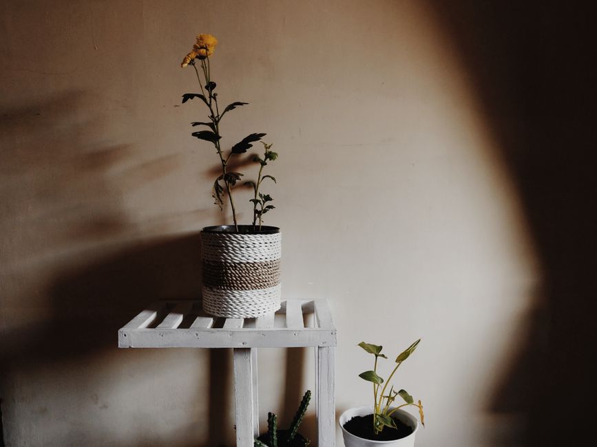Rope Planter using leftover wood — home · DIY
