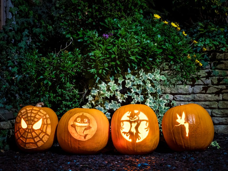 Carved Pumpkin Cluster around a quiet morning celebration — celebrations · Halloween