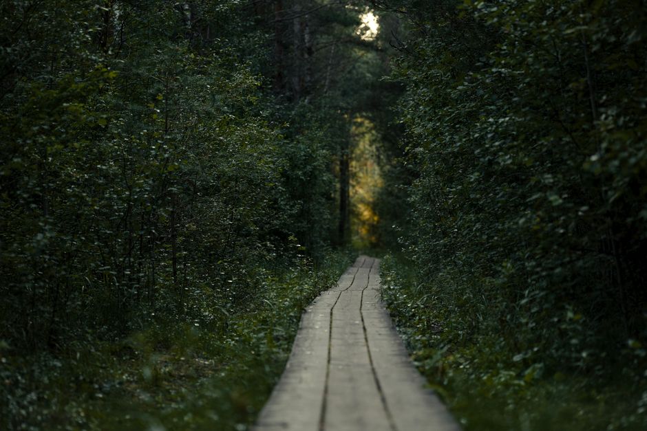 Forest Boardwalk during a digital detox — wellness · Walking & Outdoor