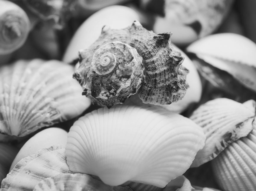 Shell Photography with a slower second day — travel · Beach Vacations
