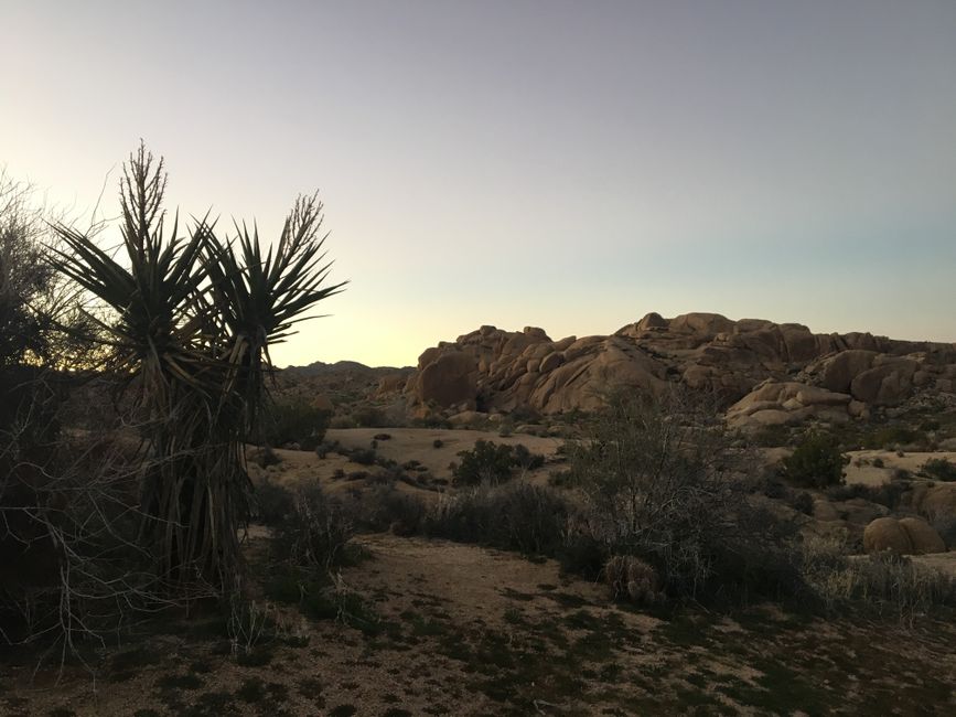 Joshua Tree Sunrise with a scenic detour — travel · USA Travel