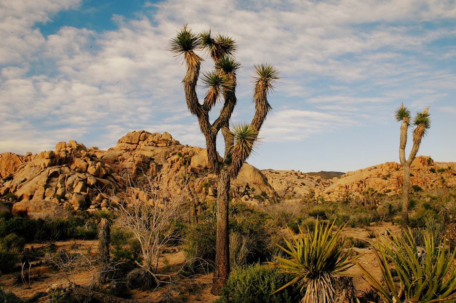 Joshua Tree Sunrise with a short nature break — travel · USA Travel
