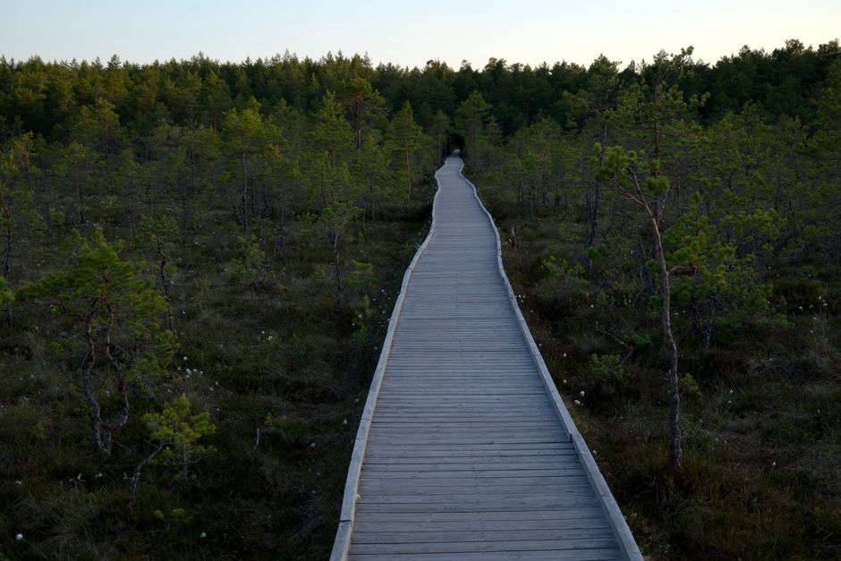 Forest Boardwalk with a sunlight habit — wellness · Walking & Outdoor