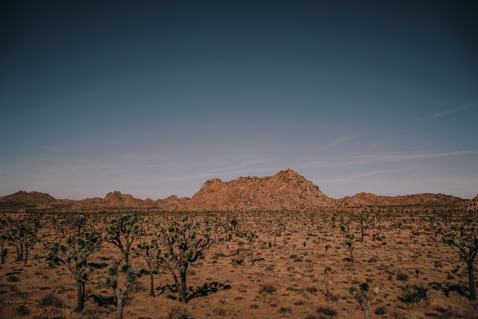 Joshua Tree Sunrise with a slower second day — travel · USA Travel