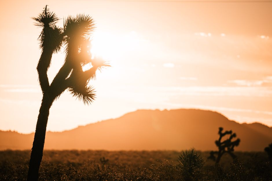 Joshua Tree Sunrise for a photo-focused outing — travel · USA Travel