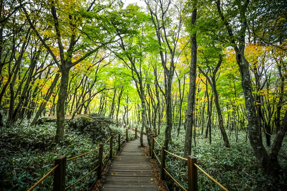 Forest Boardwalk for a low-impact session — wellness · Walking & Outdoor