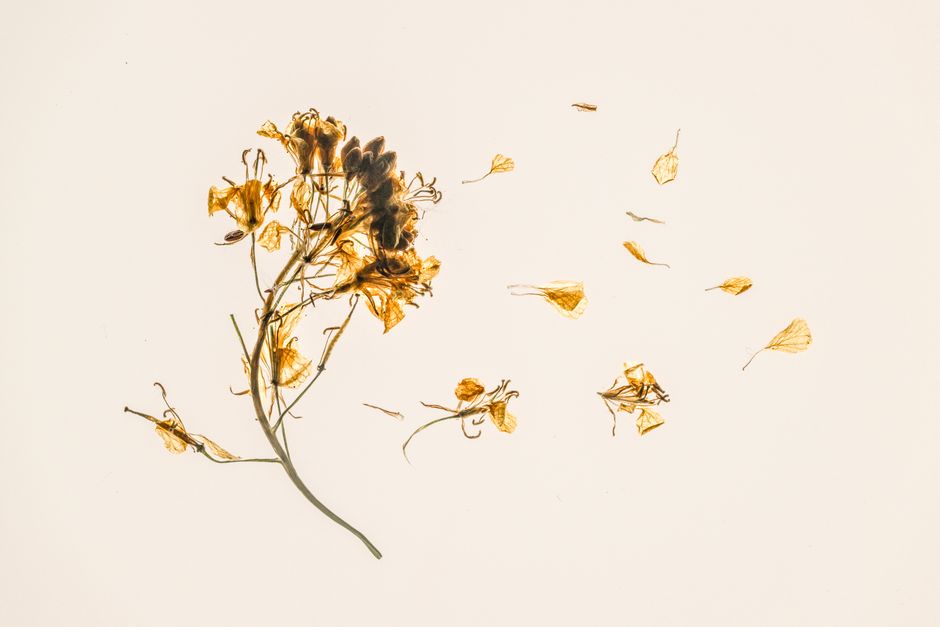 Dried Flower Mobile for a weekend project — diy-creativity · Handmade Decor