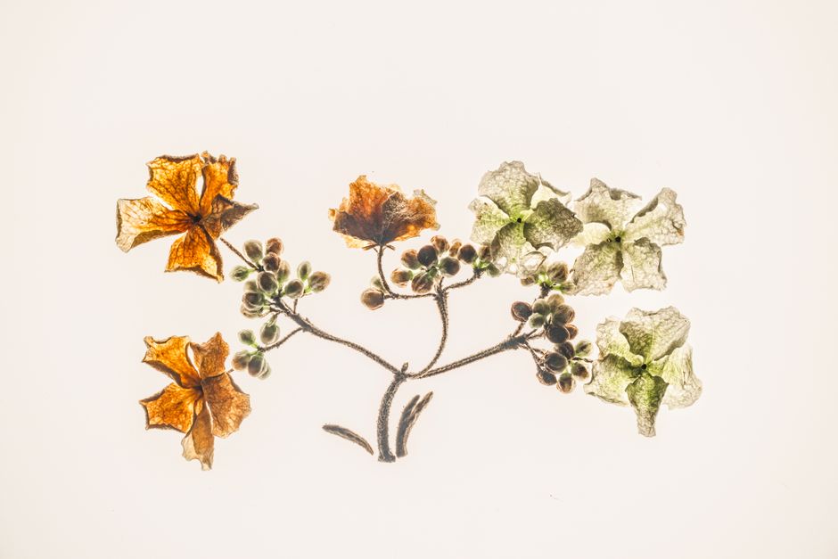 Pressed-Flower Frame with a stitched detail — diy-creativity · Crafts