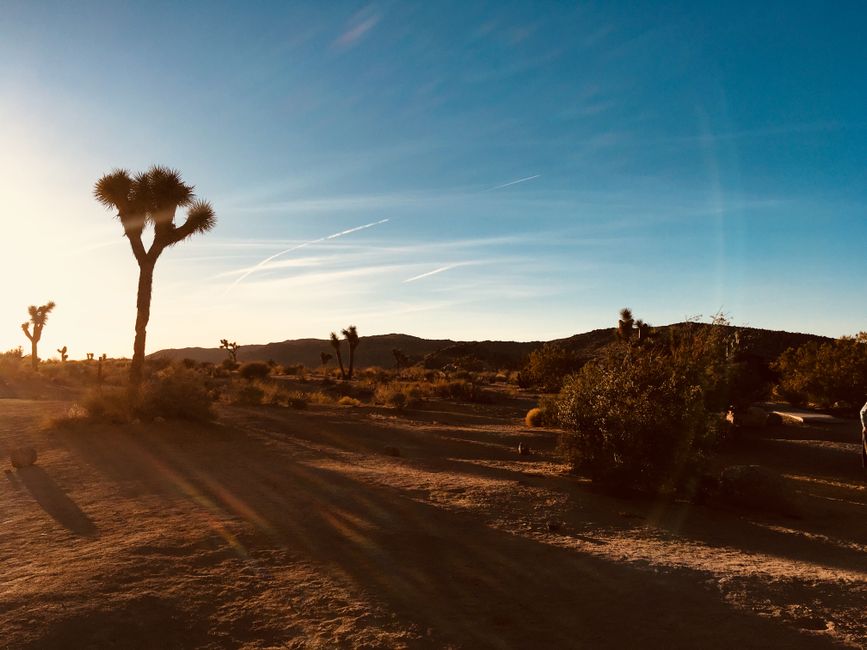 Joshua Tree Sunrise with a weather-flexible route — travel · USA Travel