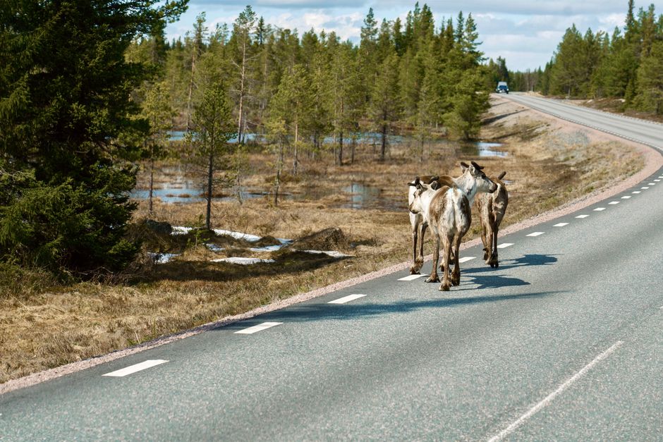 Wildlife Viewing Pullout near a signature landmark — travel · National Parks