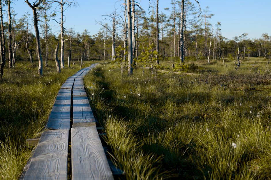 Forest Boardwalk with a weather-flexible route — travel · Weekend Getaways