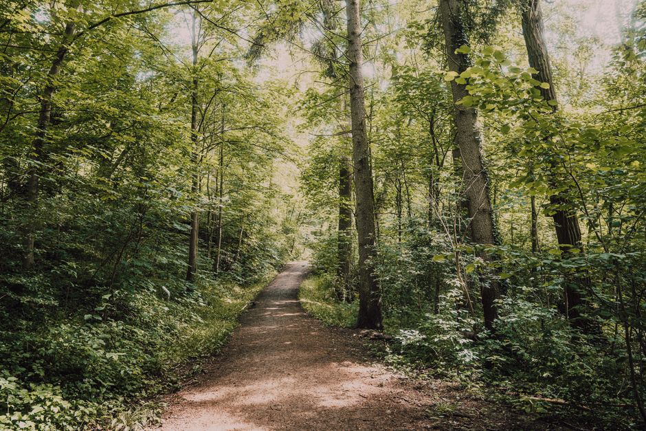 mindful walking & outdoor pauses with an easy wind-down — wellness · Walking & Outdoor