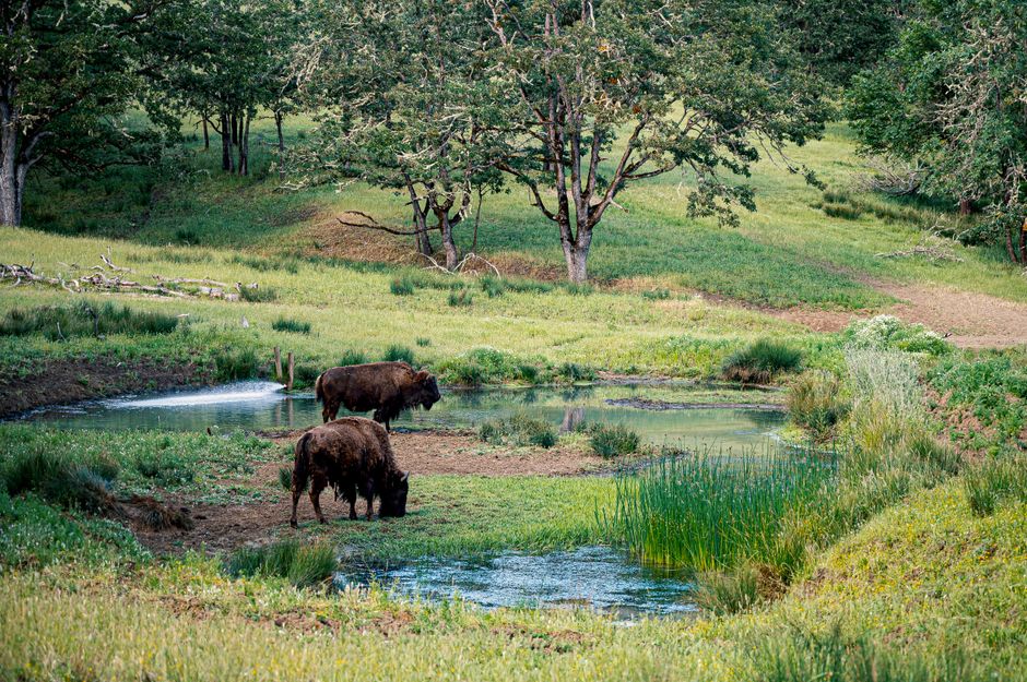 Wildlife Viewing Pullout around a farmers market — travel · National Parks