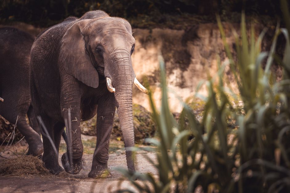 Zoo Morning near a historic landmark — travel · Family Travel