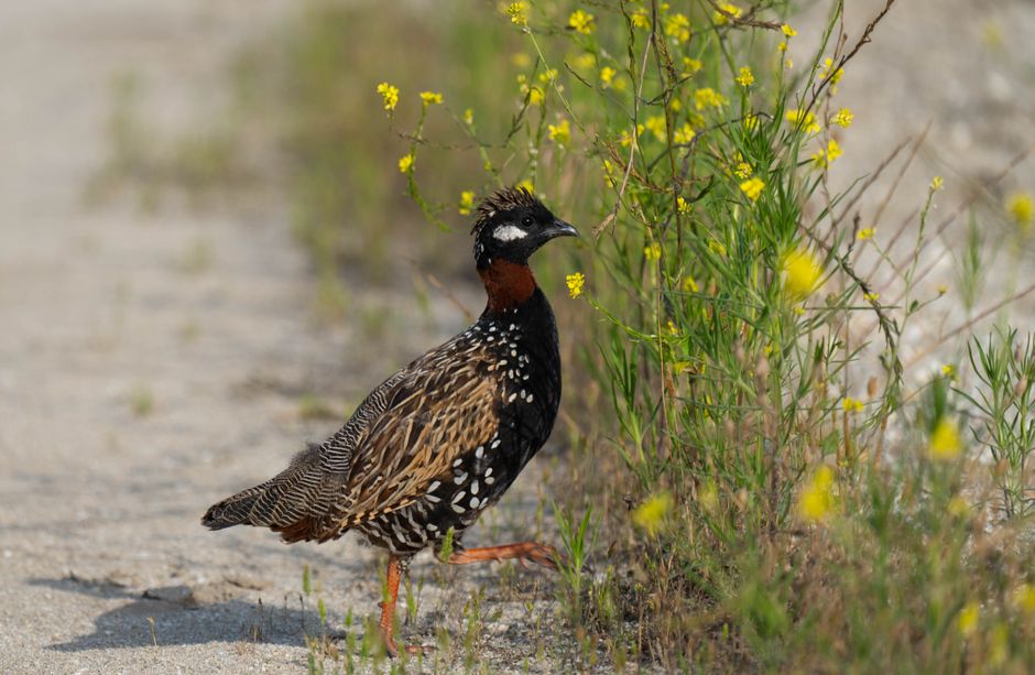 Birdwatching Walk for a memorable catch-up — lifestyle · Hobbies