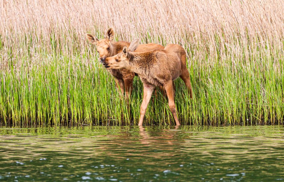 Wildlife Viewing Pullout with a short walking route — travel · National Parks