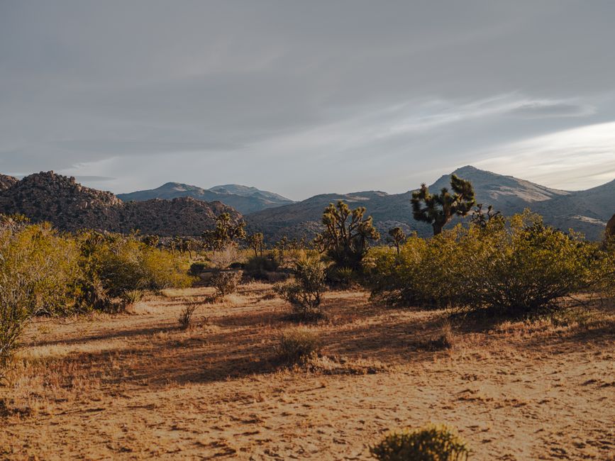 Joshua Tree Sunrise for travelers who prefer small stops — travel · USA Travel