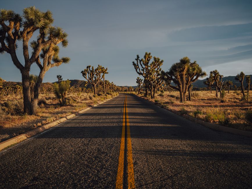 Joshua Tree Sunrise around a local breakfast stop — travel · USA Travel