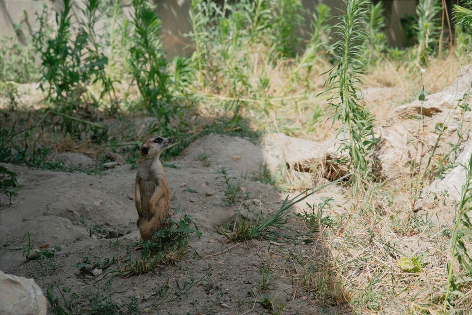 Zoo Morning for first-time visitors — travel · Family Travel
