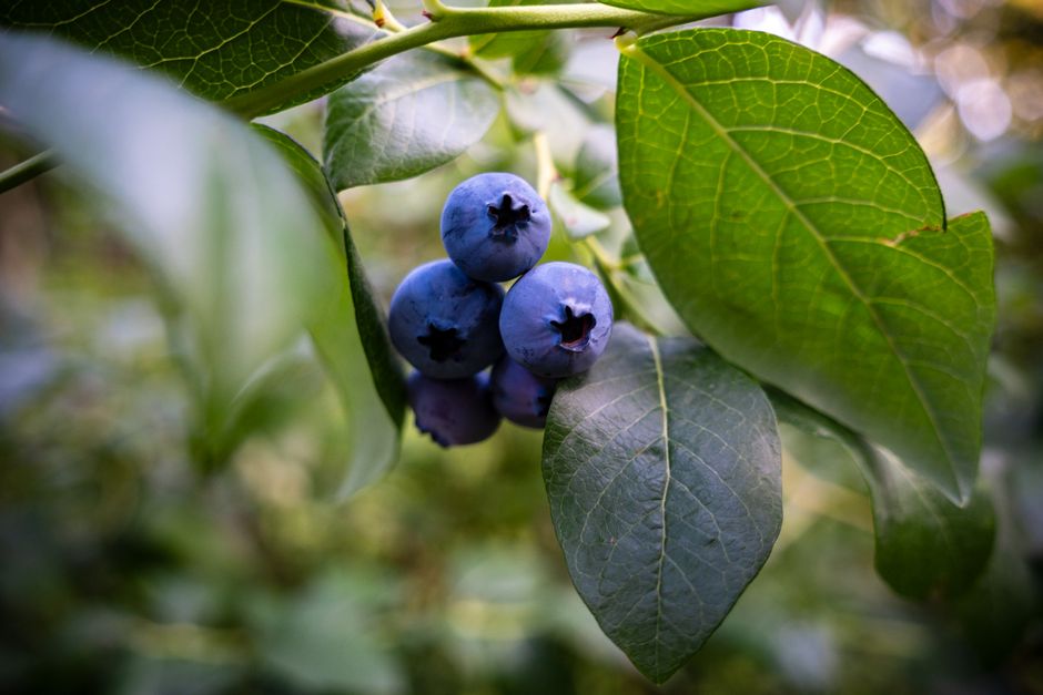 Blueberry Basil Spritz with fresh mint — food · Drinks