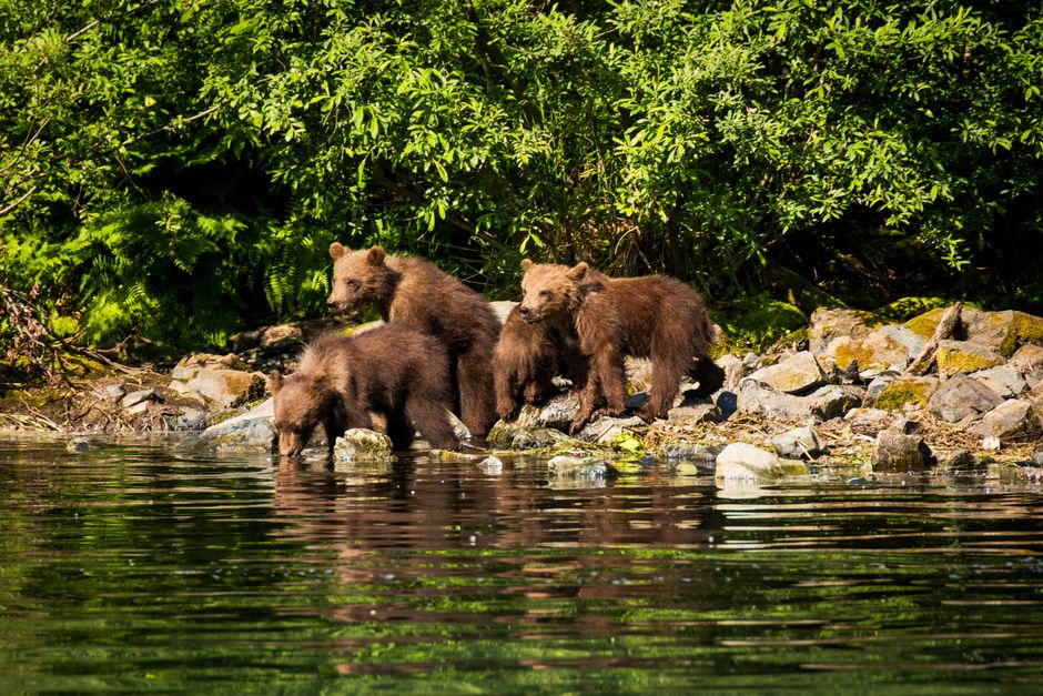 Wildlife Viewing Pullout with a local dessert stop — travel · National Parks