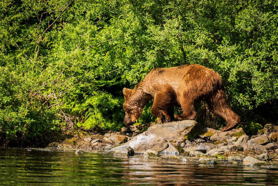 30 Wildlife Viewing Pullout ideas for a slower kind of trip