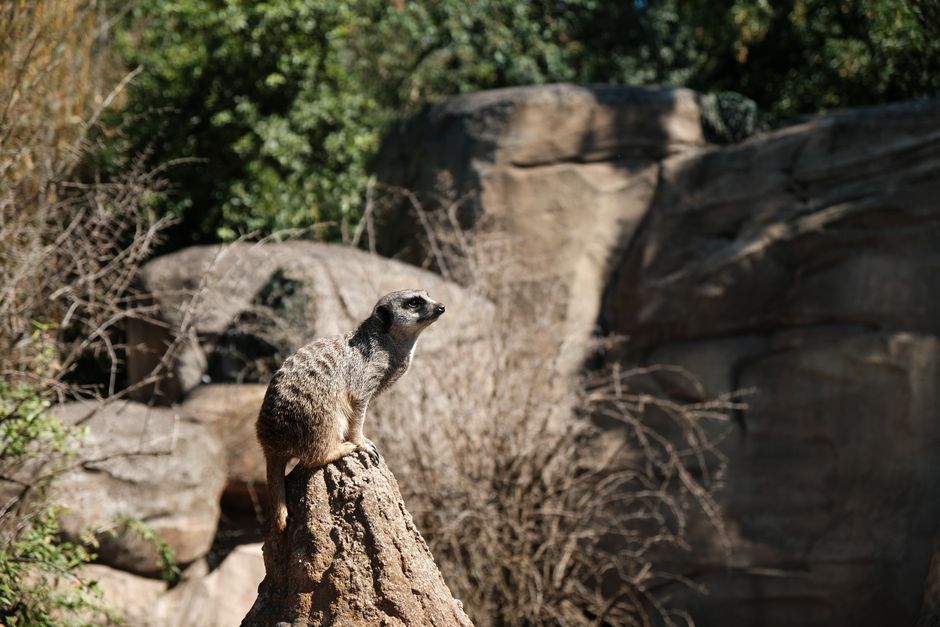Zoo Morning for a two-night escape — travel · Family Travel