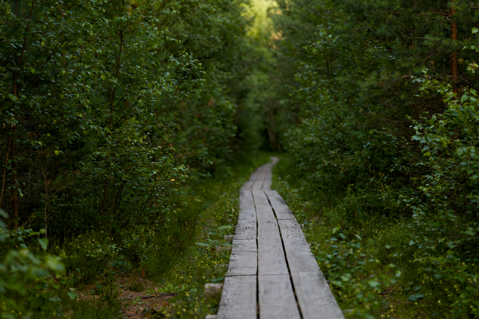 Forest Boardwalk after travel after travel — wellness · Walking & Outdoor