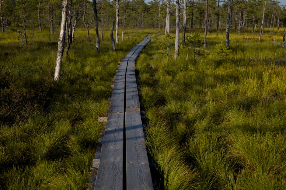Forest Boardwalk for a short outdoor break — wellness · Walking & Outdoor