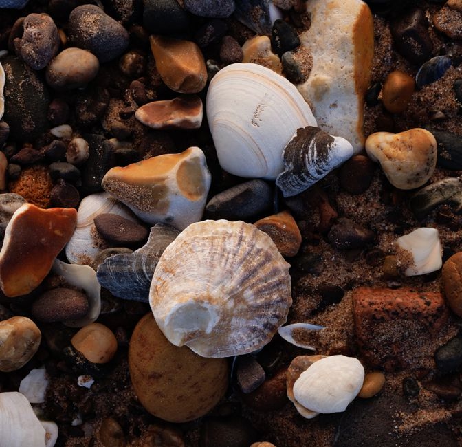 Shell Photography for a rainy-day backup — travel · Beach Vacations
