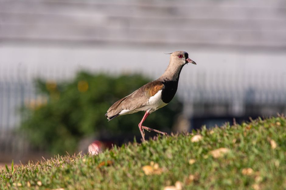 Birdwatching Walk for a thoughtful gesture — lifestyle · Hobbies