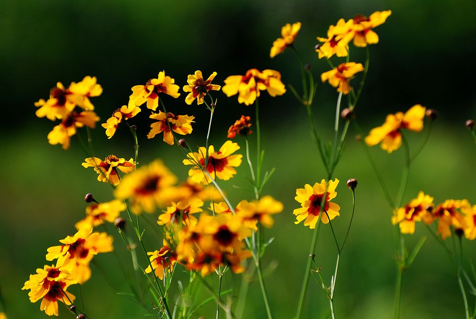 Meadow Wildflowers for first-time visitors — travel · National Parks