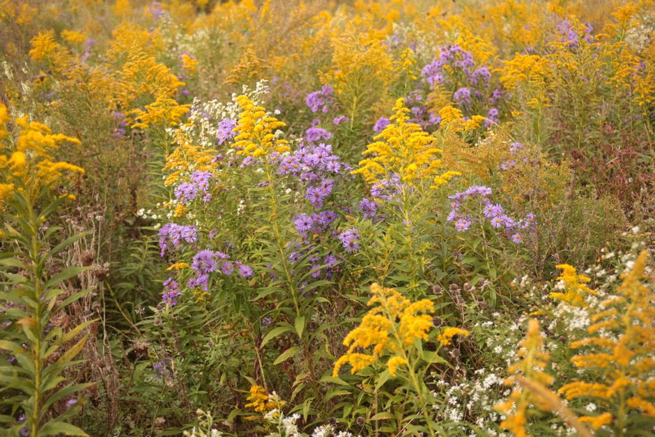 Meadow Wildflowers near a public trail — travel · National Parks