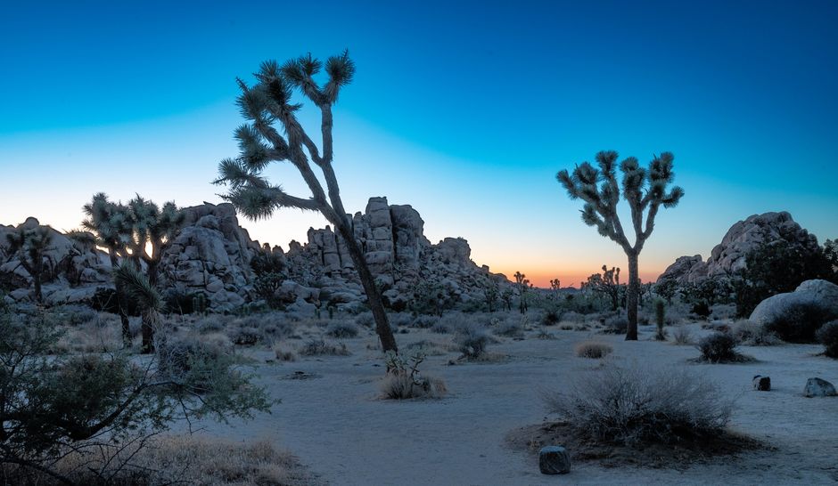 Joshua Tree Sunrise around a memorable ferry ride — travel · USA Travel
