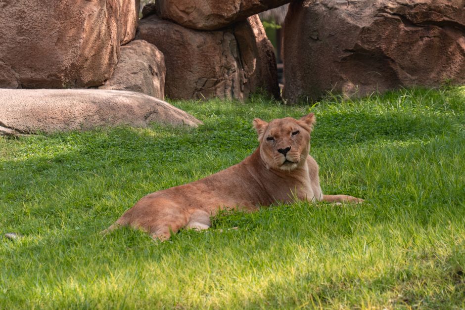 Zoo Morning around a local breakfast stop — travel · Family Travel
