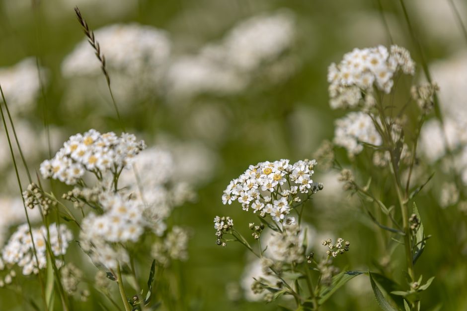Meadow Wildflowers for a budget-aware traveler — travel · National Parks