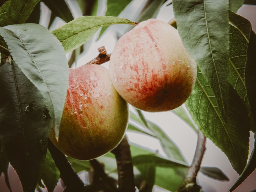 Peach Green Tea for iced coffee fans — food · Drinks