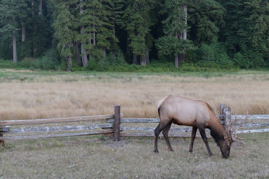 Wildlife Viewing Pullout around a local breakfast stop — travel · National Parks