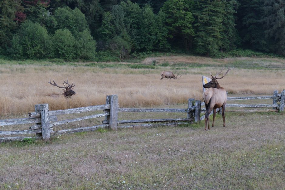 Wildlife Viewing Pullout for a rainy-day backup — travel · National Parks