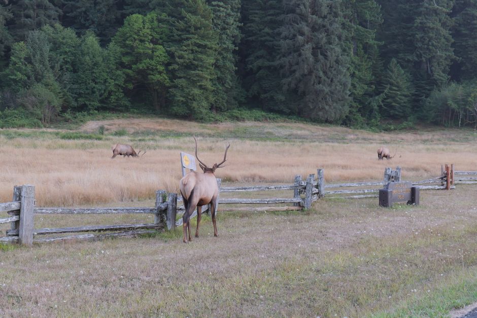 Wildlife Viewing Pullout around a local craft shop — travel · National Parks