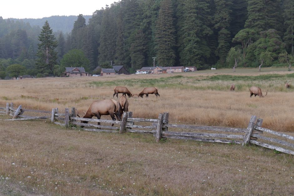 Wildlife Viewing Pullout for an off-season visit — travel · National Parks